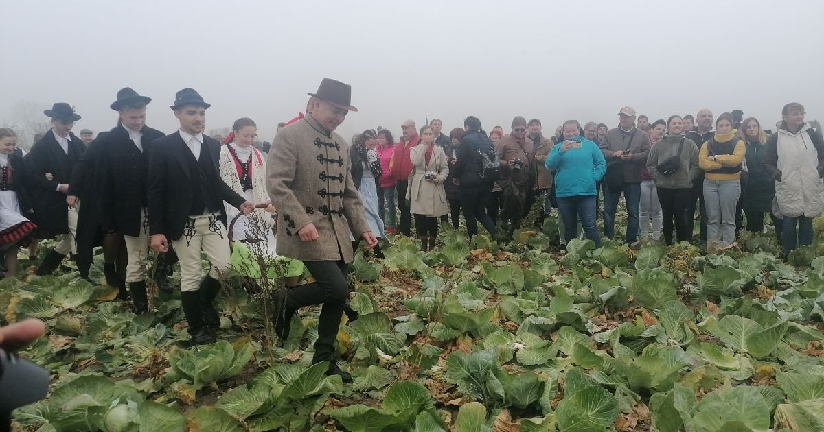 Minden káposzta szárhegyi